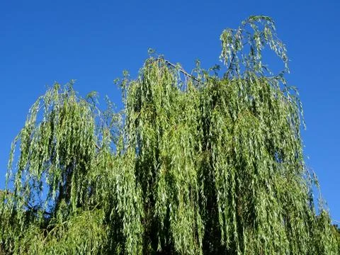 Willow Tree Top Against A Cloud Free Clear Blue Sky Foto stock