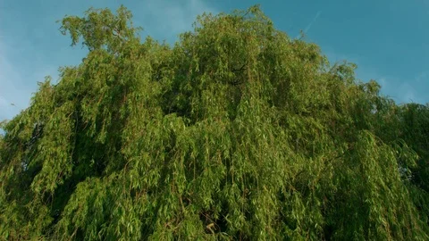 Willow Tree Top Stock Footage 76105266