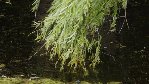 Willow tree touching water with its leaves. Stock Footage 167165283