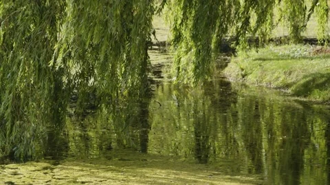 Willow tree touching water in a park on a summer day. Stock Footage 167165241