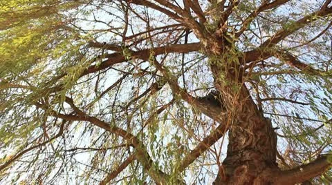 Willow tree Treetop Stock Footage 9861960