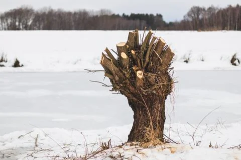 Willow tree, trimmed tree in winter, in the snow Stock Photos