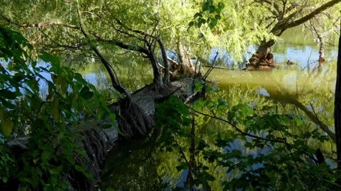 Willow tree trunk leaning over murky pond water tilting Stock Footage 328414261