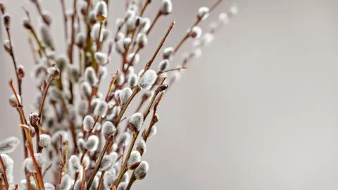 Willow tree twigs on grey background, banner Stock Photos