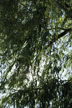 Willow tree - the view from below Stock Photos