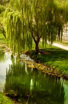 Willow tree by the water Stock Photos