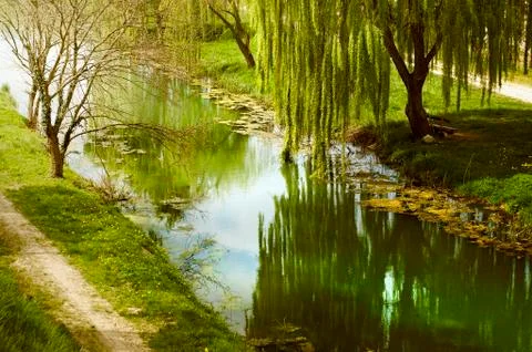 Willow tree by the water Stock Photos