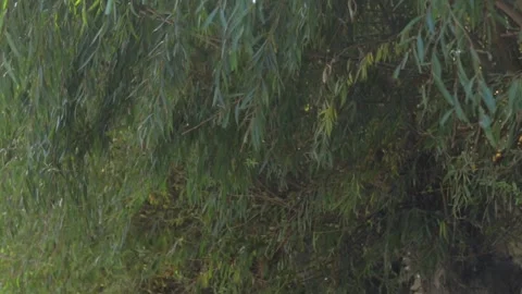 Willow tree in wind Stock Footage 318546786