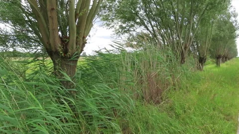 Willow tree in the wind. Summer time. Havelland region in Germany. Stock-Footage 136660913