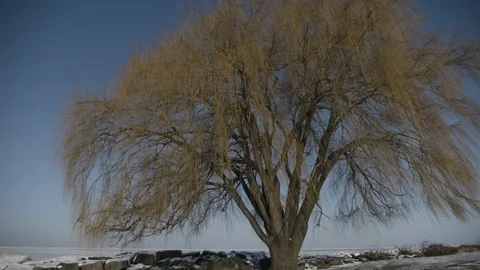 Willow tree in winter in front of frozen lake Stock Footage 89945212