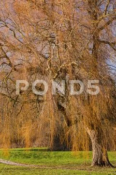 Willow tree in winter, Northop, North Wales Stock Photos