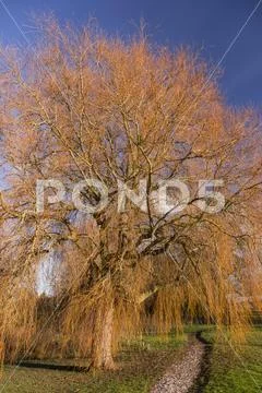 Willow tree in winter, Northop, North Wales Stock Photos