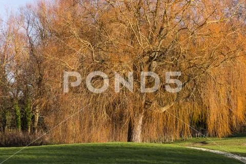 Willow tree in winter, Northop, North Wales Stock Photos