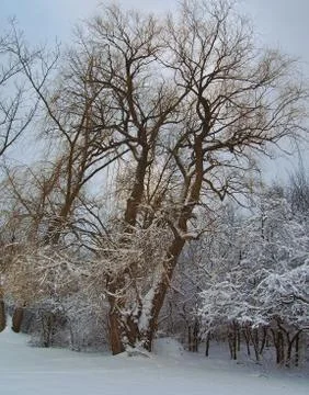 Willow Tree in winter Stock Photos