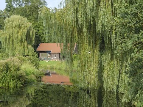 Willow trees and a small building by a pond, embedded in lush vegetation, Fotos de archivo