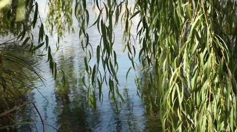 Willow trees and their reflections on the lake side Stock Footage 56704340