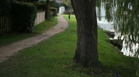 Willow trees and their reflections on the lake side Stock Footage 56750940