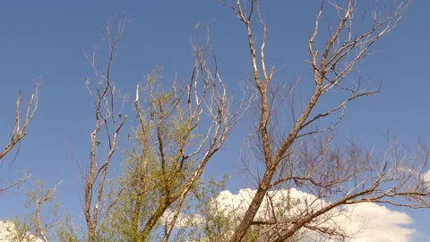 Willow trees that are neglected and are starting to dry out due to drought, Video stock 278658672