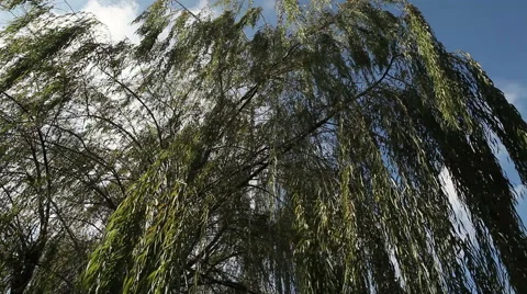 Willow trees from below, static and slider footage Stock Footage 56747930