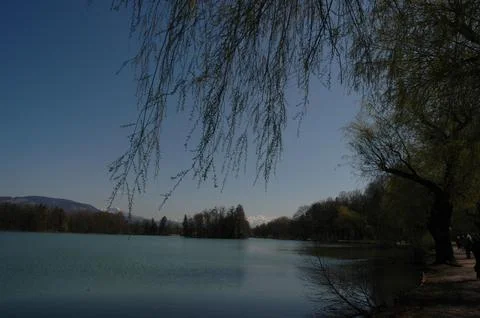Willow Trees Beside a Tranquil Austrian Lake Under Blue Sky Foto stock