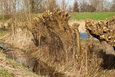 Willow trees in the floodplain between the dike and the river Foto stock