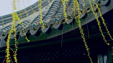 The willow trees in front of the eaves sprout and sway in the wind Видео 257050320