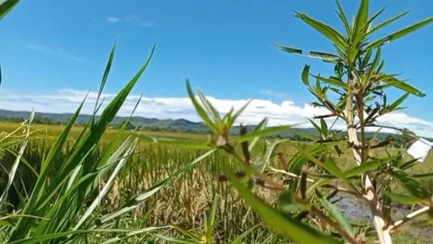 Willow trees grow in vast rice fields. Stock Footage 330945312