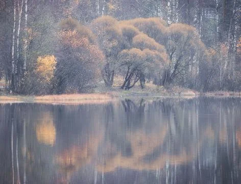 Willow trees by the lake in an autumn park in a light haze Photos