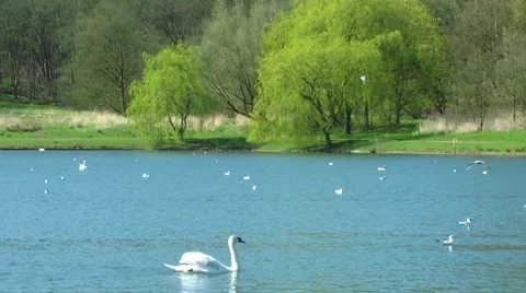 Willow Trees on Lake with Wildlife. Stock Footage 50486854