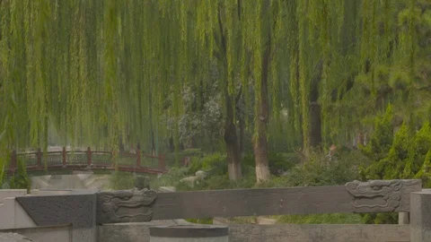 Willow trees near a red bridge in a park in China Video stock 116609178
