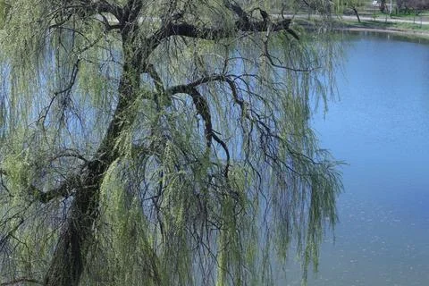 Willow Trees Next to a Lake Stock-Fotos