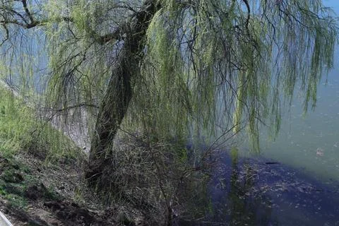 Willow Trees Next to a Lake 스톡 사진