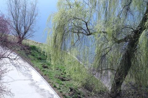 Willow Trees Next to a Lake Foto stock