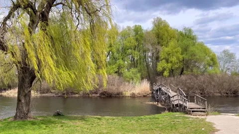 Willow trees over calm river in spring breeze Stock Footage 333458889
