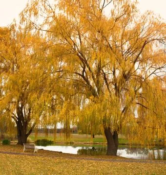 Willow trees Stock Photos