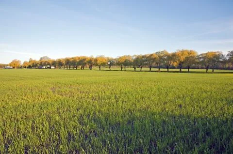 Willow trees Foto stock