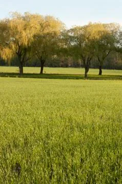 Willow trees Stock Photos
