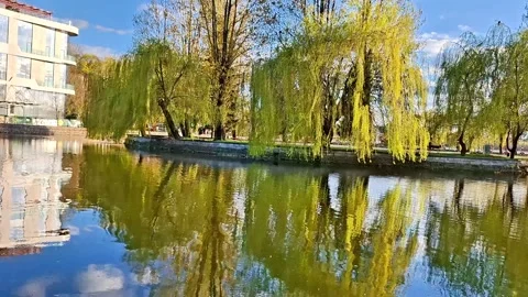 Willow Trees Reflected on Calm River Beside Modern Building 動画素材 335436195
