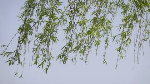 Willow trees in spring Video stock 152122954