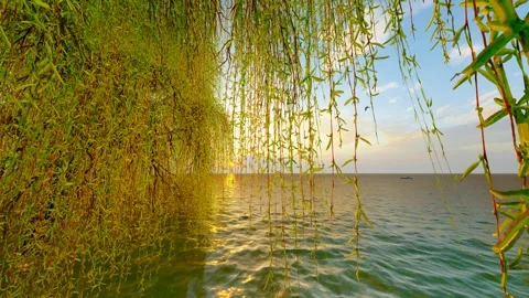 Willow trees sprout by the lake in spring Stock-Footage 288072717