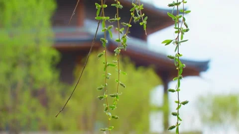 Willow trees sprouting in front of ancient buildings in spring Видео 257288277