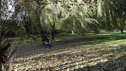 Willow trees sway while a lady pushes a stroller along a park pathway in autumn. Stock Footage 146669899