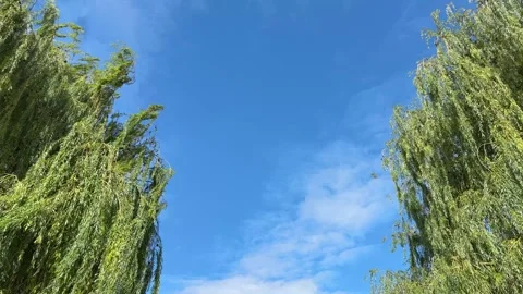 Willow trees swaying in the breeze against blue sky. Stock Footage 344687213
