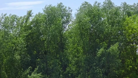 Willow Trees Swaying In Wind and Flying away Petals Of Acacia Flowers Stock Footage 247983175