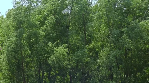 Willow Trees Swaying In Wind and Flying away Petals Of Acacia Flowers Stock Footage 248076028
