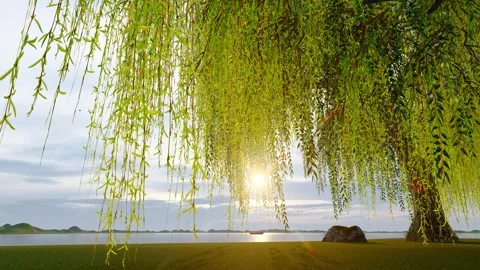 Willow trees swaying in the wind by the lake Stock Footage 311060728