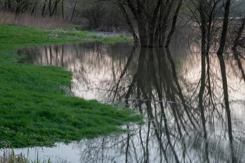 Willow trees in water Stock Photos