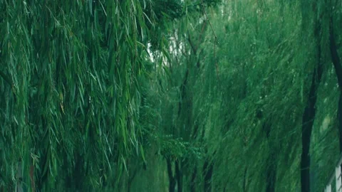 Willow trees in the wind and rain Stock Footage 234054345