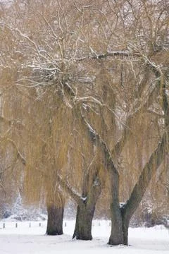 Willow trees in winter Stock Photos