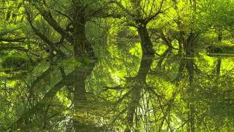 Willow trunks are reflected in the waters of Lake Barrea Stock Footage 206770749